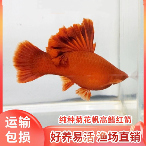 高鳍红箭鱼红剑鱼活体热带鱼小型观赏鱼淡水鱼高帆菊花帆刀工练手