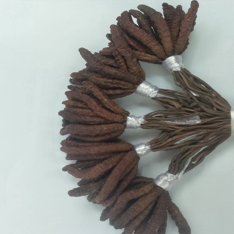 冬虫夏草正品野生冬虫夏草正品雷波土特产鲜冬虫草干货养身滋补好