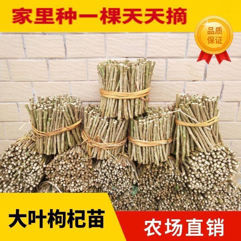 农村广东枸杞菜枸杞苗耐寒当季大叶枸杞菜盆景煮汤枸杞苗食用新鲜