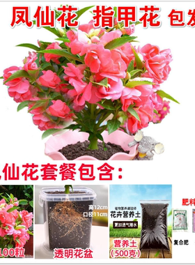 凤仙花种子重瓣茶花阳台盆栽室内学生实验四季播种开花指甲花种籽