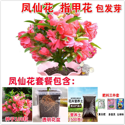 重瓣凤仙花种子指甲花籽包发芽