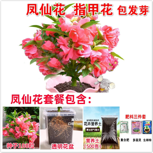 重瓣凤仙花种子指甲花籽包发芽