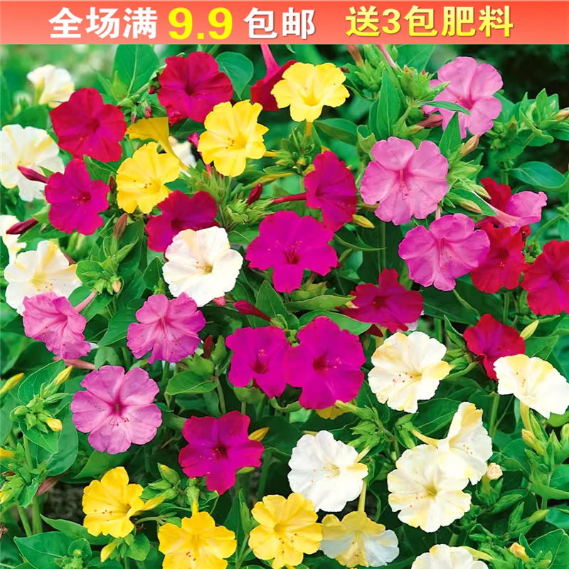 五彩紫茉莉种子地雷花洗澡红晚饭花阳台室内盆栽四季易种花卉种籽