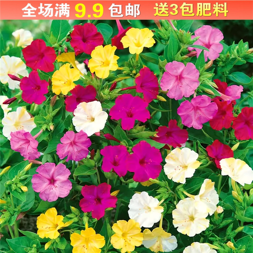 五彩紫茉莉种子地雷花洗澡红晚饭花阳台室内盆栽四季易种花卉种籽