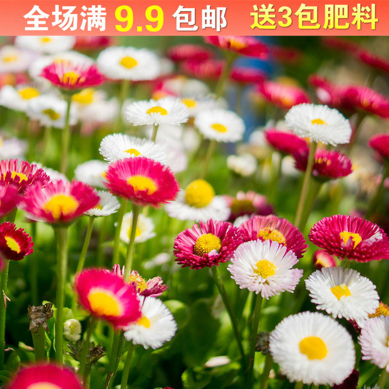小雏菊种子四季易种植物花卉盆栽 多年生阳台室内外庭院秋播花籽