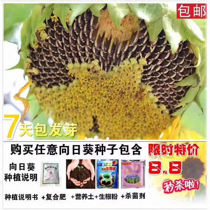 向日葵种子食用葵油葵瓜子矮盆栽迷你观赏四季开花耐旱葵花籽种孑