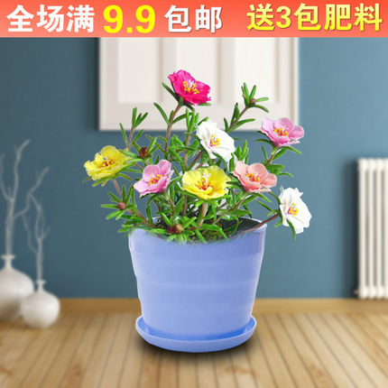 重瓣太阳花种子阳台盆栽室内外庭院花卉易活种孑四季开花易种花籽