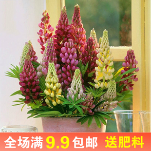 鲁冰花种子四季易活开花卉室内外阳台耐寒盆栽植物羽扇豆花种籽子