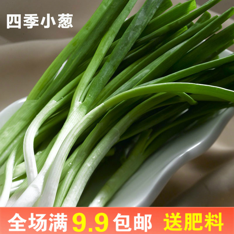 小香葱种子四季蔬菜种子香葱头家庭园艺种子阳台楼顶种植小葱菜籽,鲜花速递/花卉仿真/绿植园艺,家庭园艺种子,淘宝优惠券,粉丝福利购,淘宝优惠卷