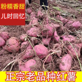 老品种白心红薯新鲜现挖红皮白薯地瓜软儒香甜泥沙地番薯