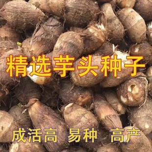 非荔浦山东毛芋头芋艿旱地新鲜芋头种子 高产现挖芋头小芋头种子