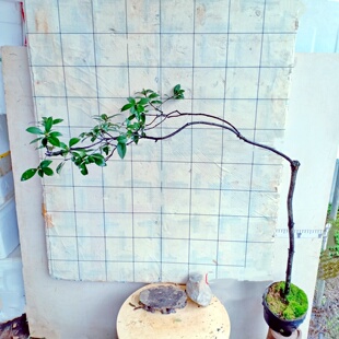 海岛春花树老桩精品小盆景真花庭院室内植物盆栽造型苗名贵石斑木