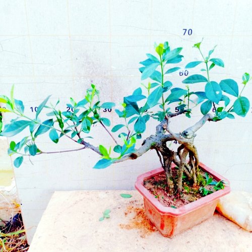 大叶栀子花树苗老桩水横枝盆景