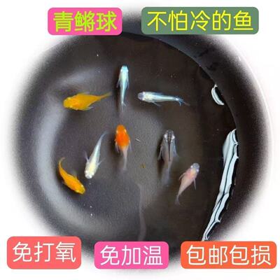 青鳉球体混搭色新品新款红蒂干支熊猫球小型迷你冷水鱼活体观赏鱼