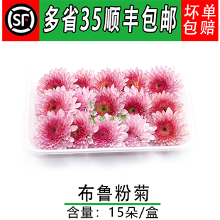 新鲜粉菊花 粉雏菊 布鲁粉菊 15朵西餐酒店餐饮蛋糕装饰鲜花点缀