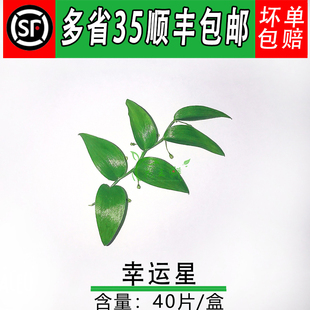 新鲜 幸运星 阔叶舞竹 熊猫竹 摆盘花草 酒店西餐摆盘装饰花草