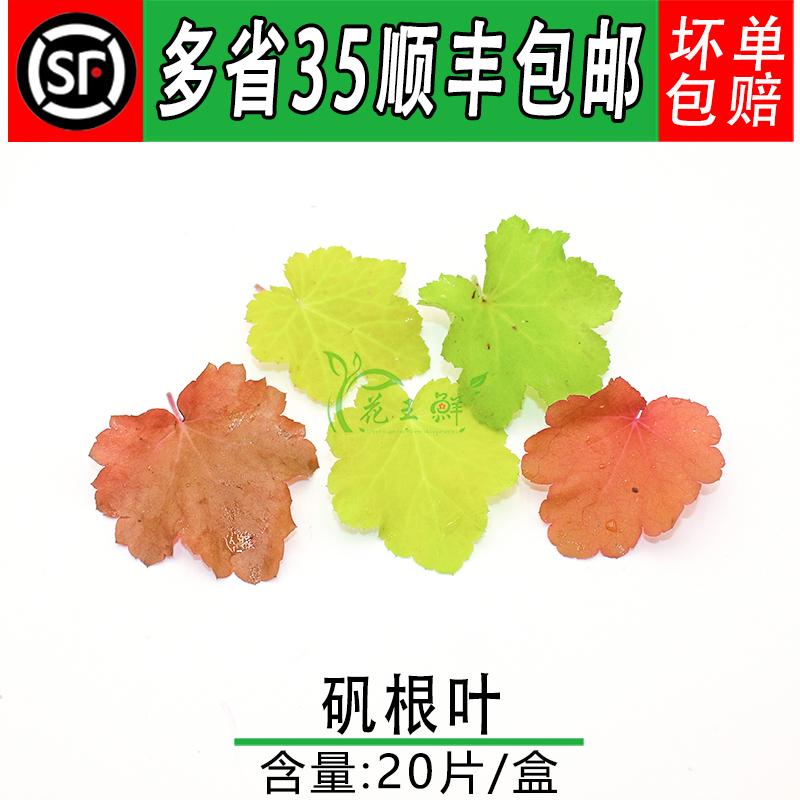 矾根叶 新鲜叶子 西餐日料烘焙酒店餐厅摆盘装饰点缀花草叶