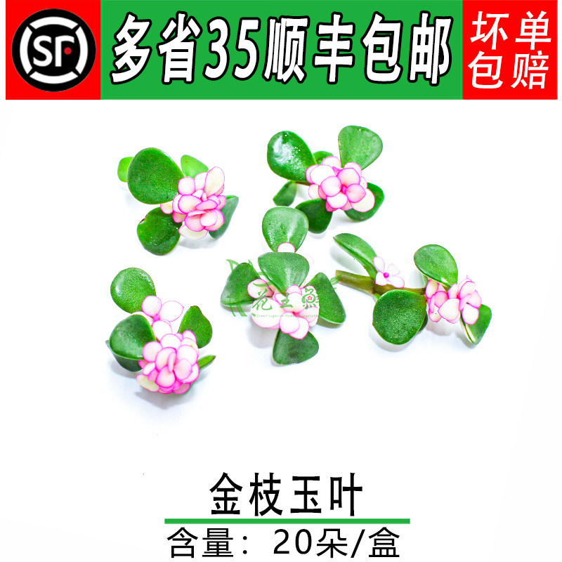 新鲜金枝玉叶 马齿苋 酒店餐饮盘饰花 摆盘装饰点缀花草 20朵