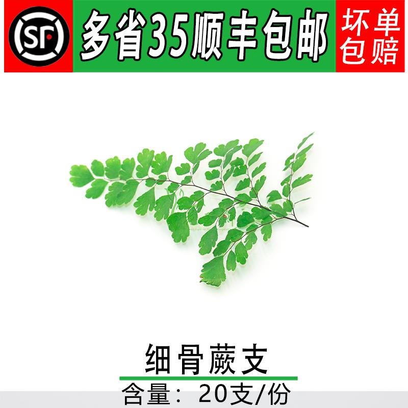 新鲜 细骨蕨枝 铁线蕨 蕨类植物 日料酒店西餐摆盘装饰点缀叶子