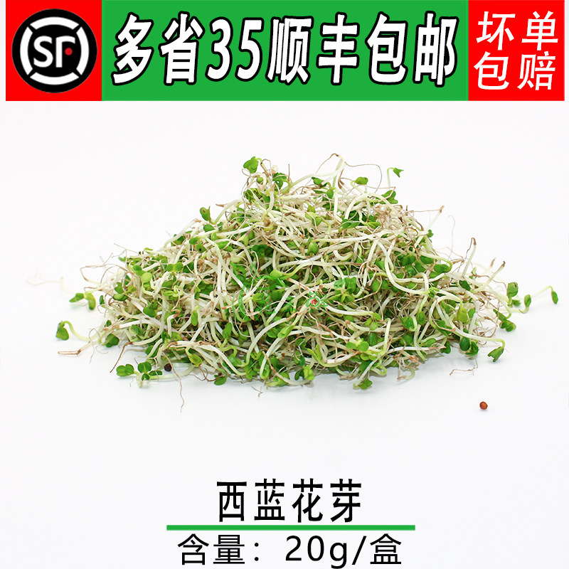 新鲜西兰花芽 西蓝花苗 西蓝花芽 轻食素食凉拌沙拉西餐摆盘装饰
