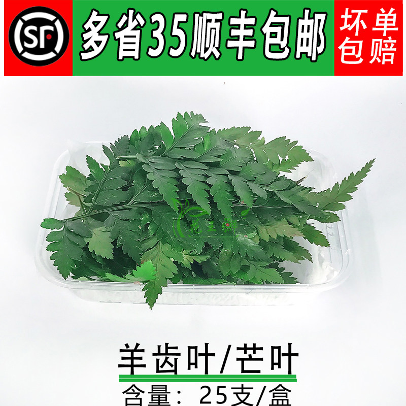 新鲜杨子叶高山羊齿叶芒叶