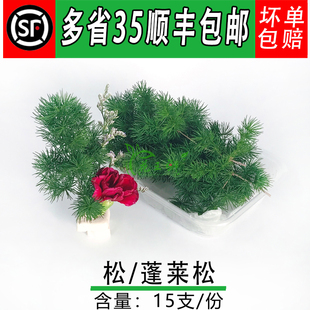 新鲜 蓬莱松 松针 松树针叶一盒约15支 酒店西餐餐饮摆盘装饰