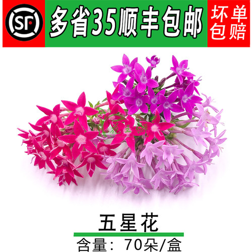 璀璨山蒜酒店冷菜点缀餐饮五星花