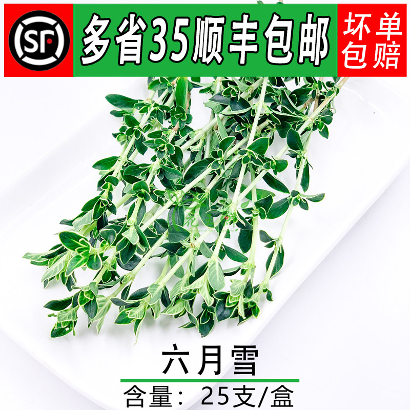 新鲜 六月雪 白马骨 碎叶冬青 酒店日料西餐摆盘装饰花草