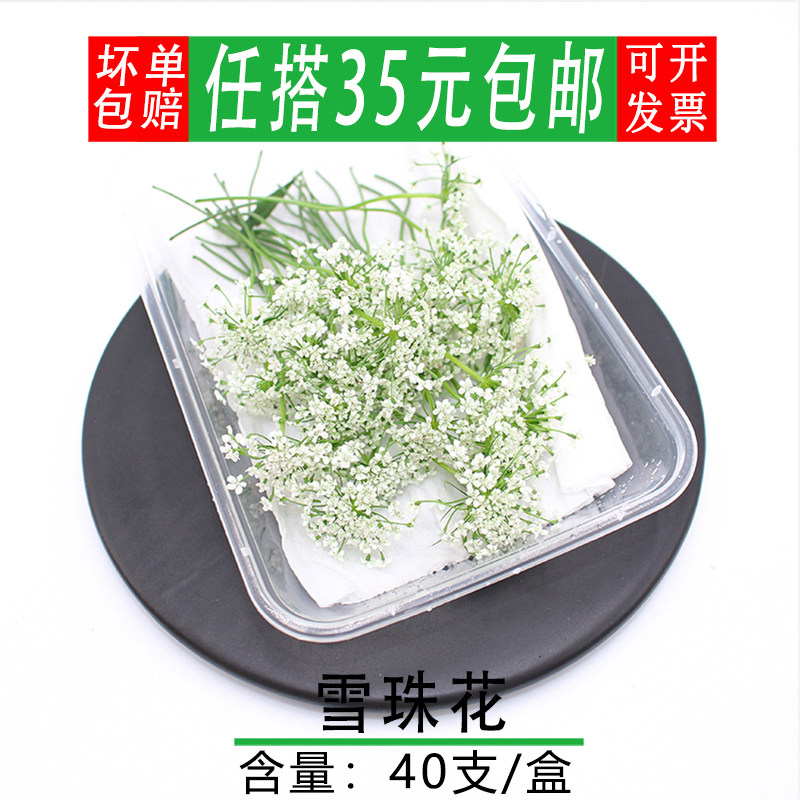 新鲜雪珠花 40支 西餐摆盘菜装饰餐饮摆盘鲜花草烘焙花草