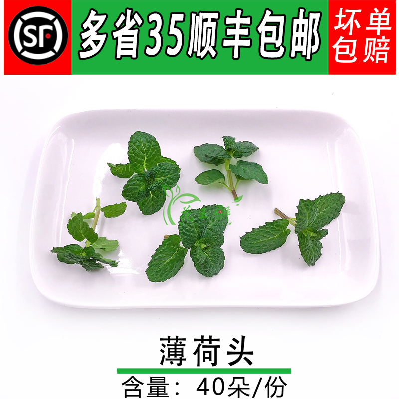 新鲜 薄荷尖 薄荷芽 薄荷叶芽 薄荷头莫吉托调酒蛋糕烘焙西点装饰