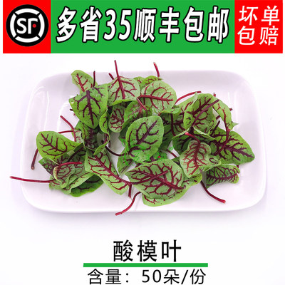 酸模叶 新鲜红脉酸膜 酸模叶 红酸模 食用花酒店冷艺冷菜摆盘装饰