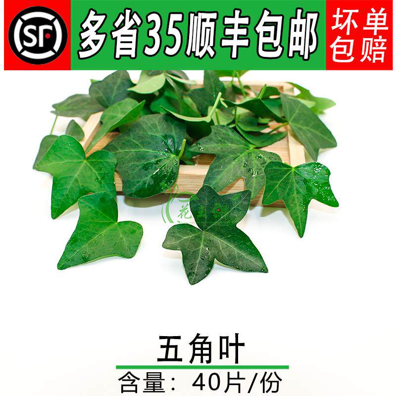 新鲜五角叶 常青藤叶子 烘焙蛋糕西餐装饰西餐摆盘装饰花草