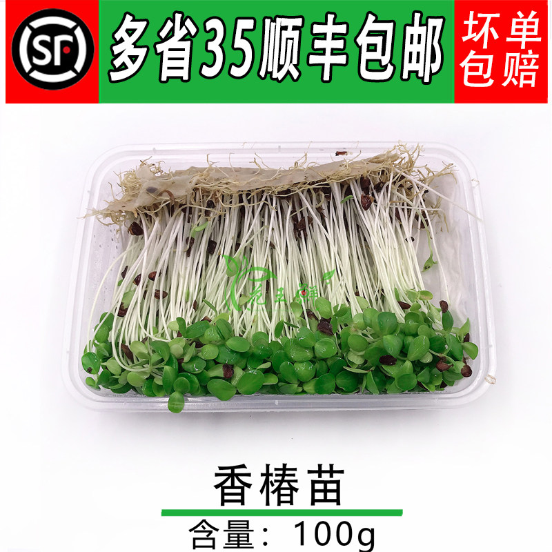 新鲜蔬菜 香椿苗约100g 芽苗菜 可食用苗菜 西餐摆盘装饰