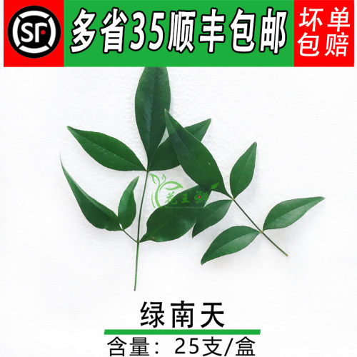 新鲜 绿南天叶 南天竹 非绿枫叶 日料寿司西餐冷艺摆盘装饰点缀