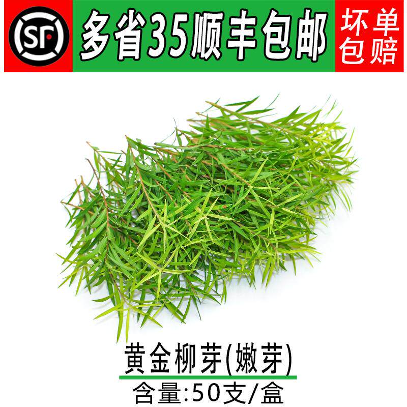 新鲜黄金柳芽嫩芽 黄金银柳 烘焙蛋糕西餐装饰 西餐摆盘装饰花草