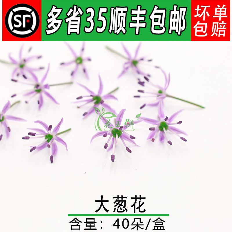 新鲜大葱花 星葱花 酒店西餐摆盘装饰鲜花 非山蒜花 微型紫色小花