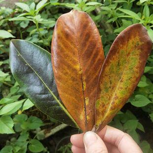 广玉兰叶子天然真树叶荷花装饰布景摄影道具干树落叶diy手工材料
