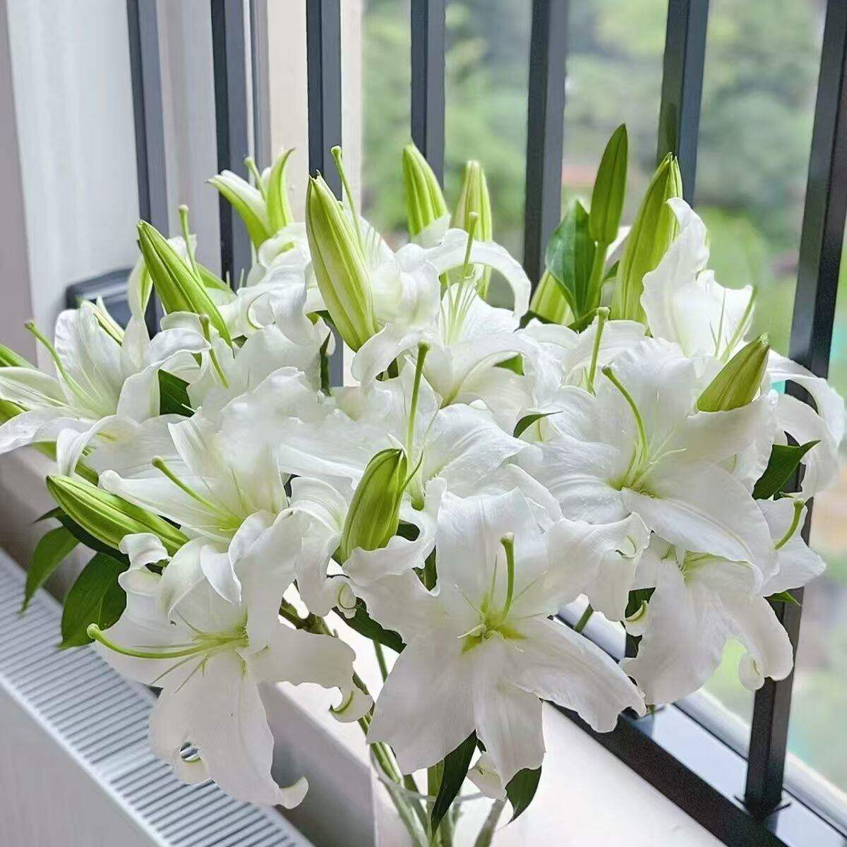 云南鲜花基地直发鲜花香水百合鲜花多头百合花水培花束