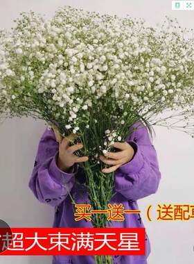满天星花农直批现踩现卖