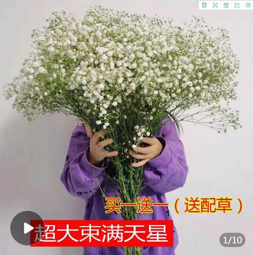 满天星花农直批现踩现卖