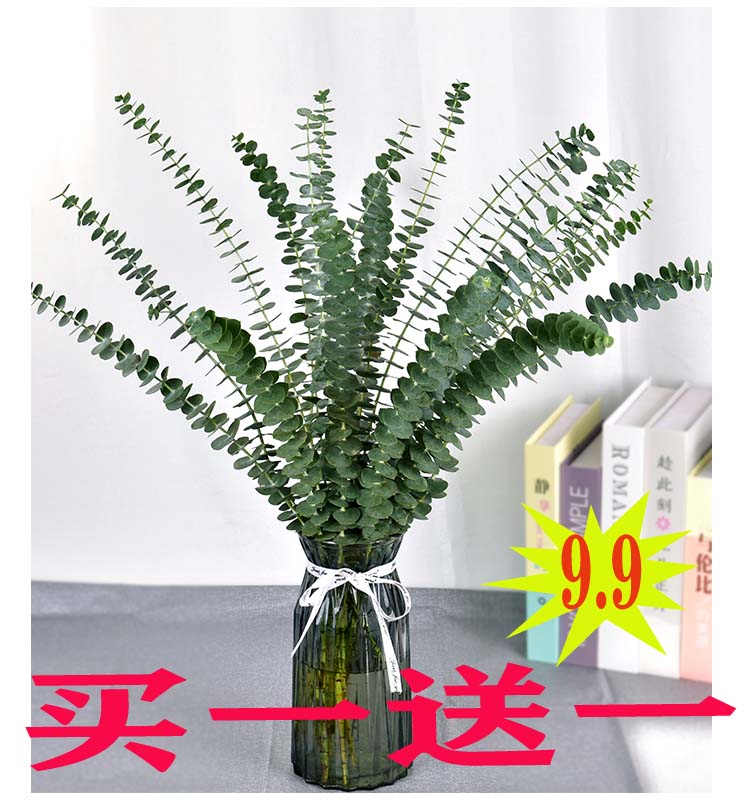 尤加利叶鲜花配叶干花网红植物小清新摆件搭配礼物