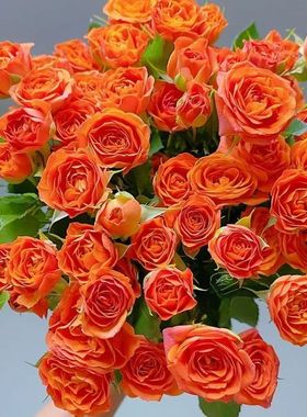 【花农现采精品花】橙色芭比多头小玫瑰云南鲜花基地直发多头玫瑰
