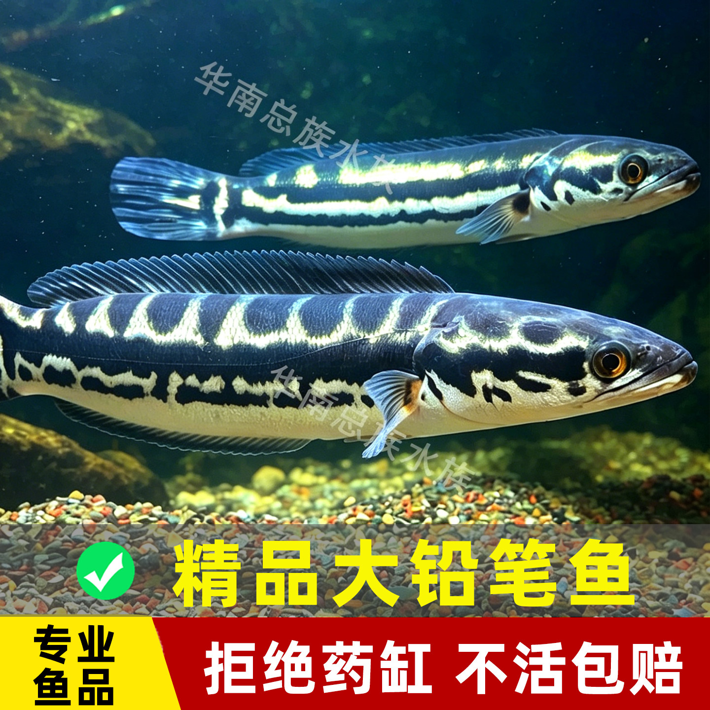 现捞现发专业养鱼铅笔鱼观赏鱼活鱼雷龙中大型凶猛肉食鱼小盾鳢
