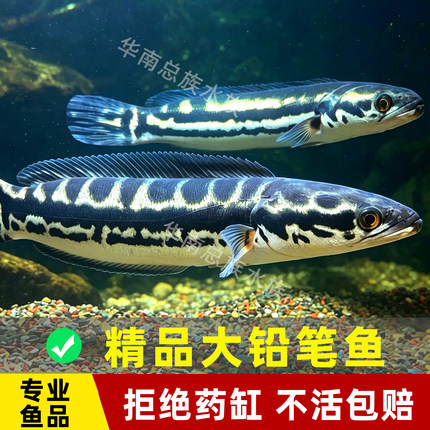 现捞现发专业养鱼铅笔鱼观赏鱼活鱼雷龙中大型凶猛肉食鱼小盾鳢
