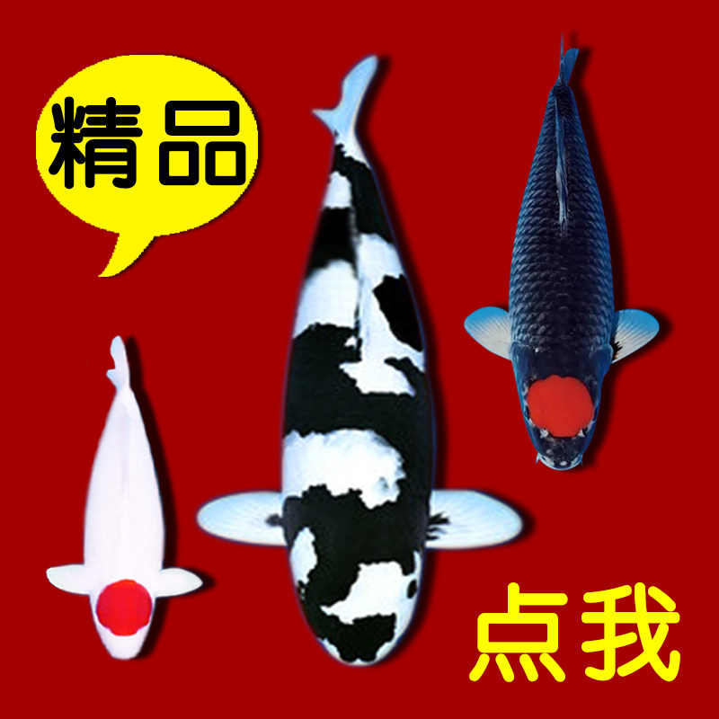 纯种正宗日本进口精品大型锦鲤鱼