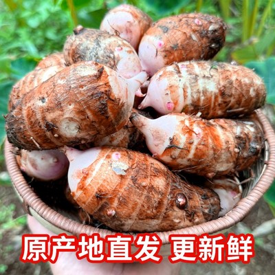 浙江红芽芋头新鲜现挖