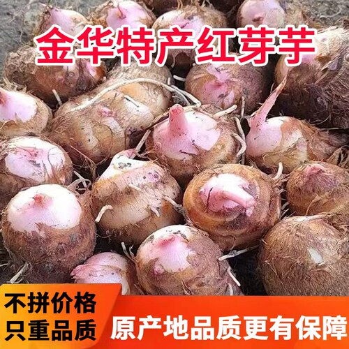 红芽芋头2026年新芋头新鲜芋艿小香芋牛奶毛芋头种子农家软糯蔬菜