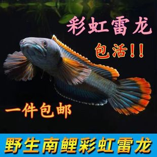 南鳢雷龙鱼观赏鱼冷水鱼龙鱼凶猛七彩雷龙淡水活体彩虹雷龙鱼 包邮