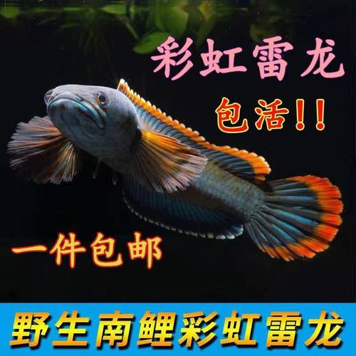 南鳢雷龙鱼观赏鱼冷水鱼龙鱼凶猛七彩雷龙淡水活体彩虹雷龙鱼包邮