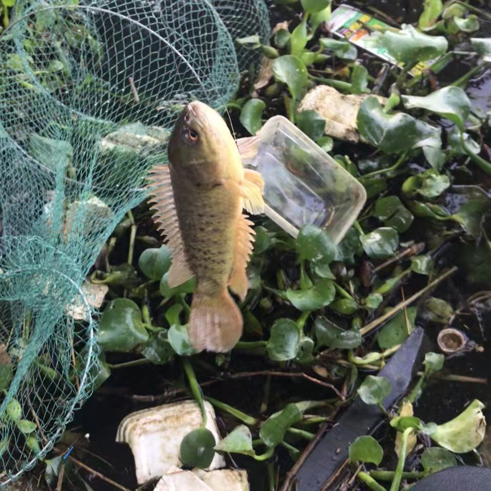 观赏鱼凶猛鱼淡水鱼活体